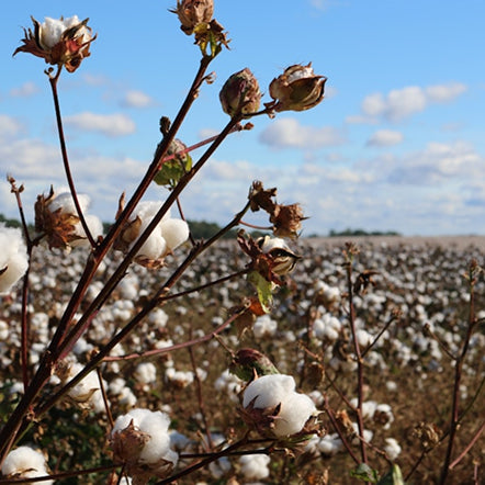 Organic Cotton